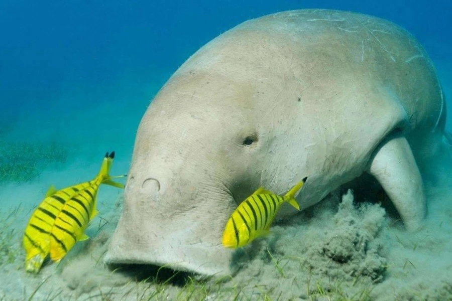 Abu Dabbab Beach Snorkeling