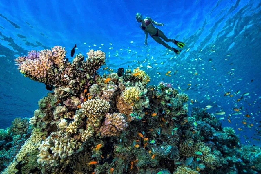 Shaab Marsa Alam Dive Site Snorkeling